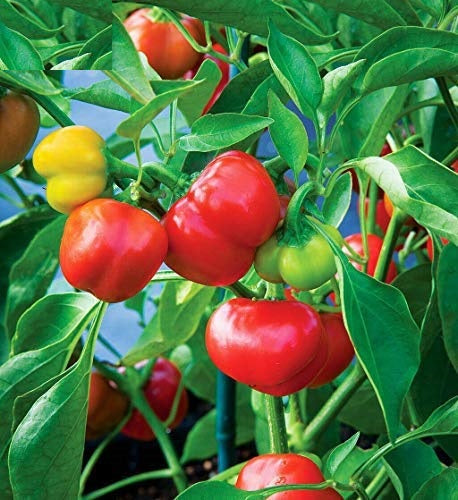 Organic Sweet & Hot Pepper Seeds Heirloom Non GMO Non Hybrid Pepper Seed (Sweet Pepper Pimento Seeds)