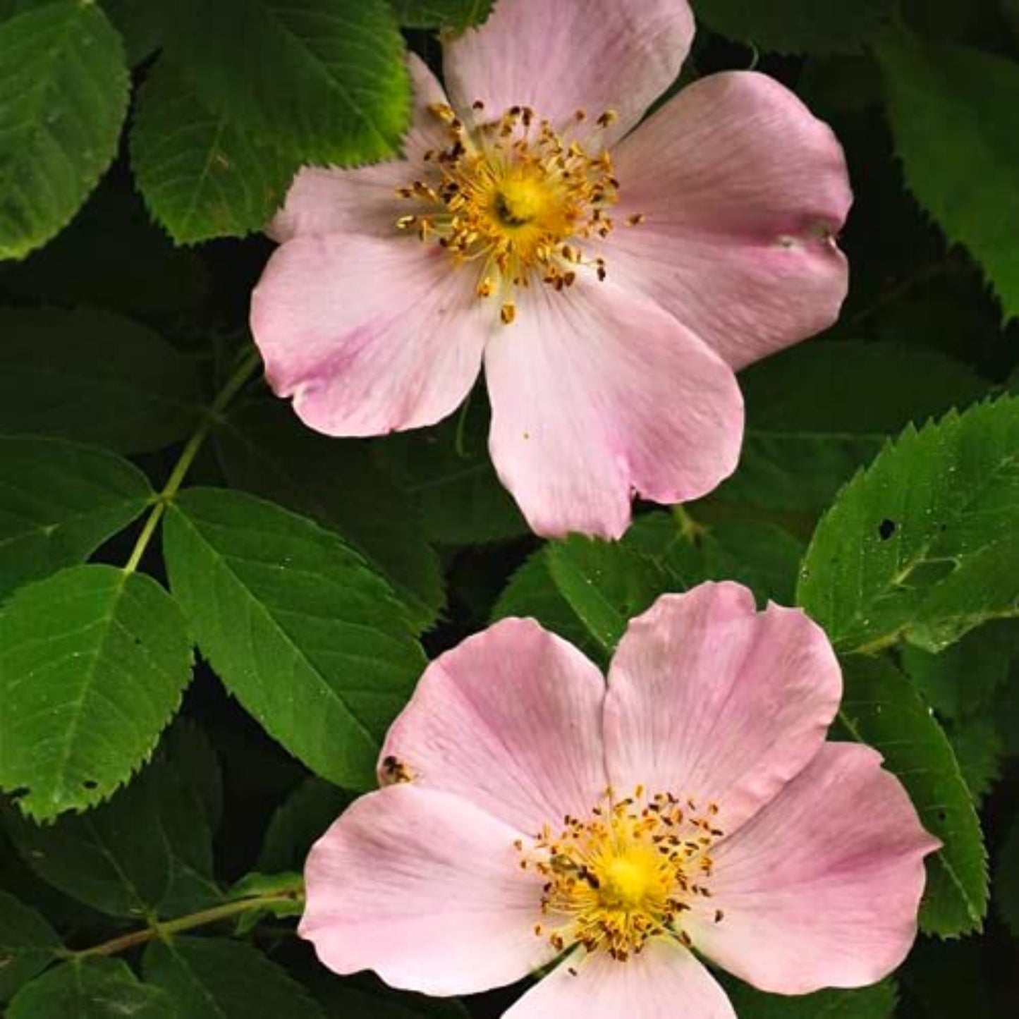 Delicate prairie rose bloom Délicate fleur de rose de prairie