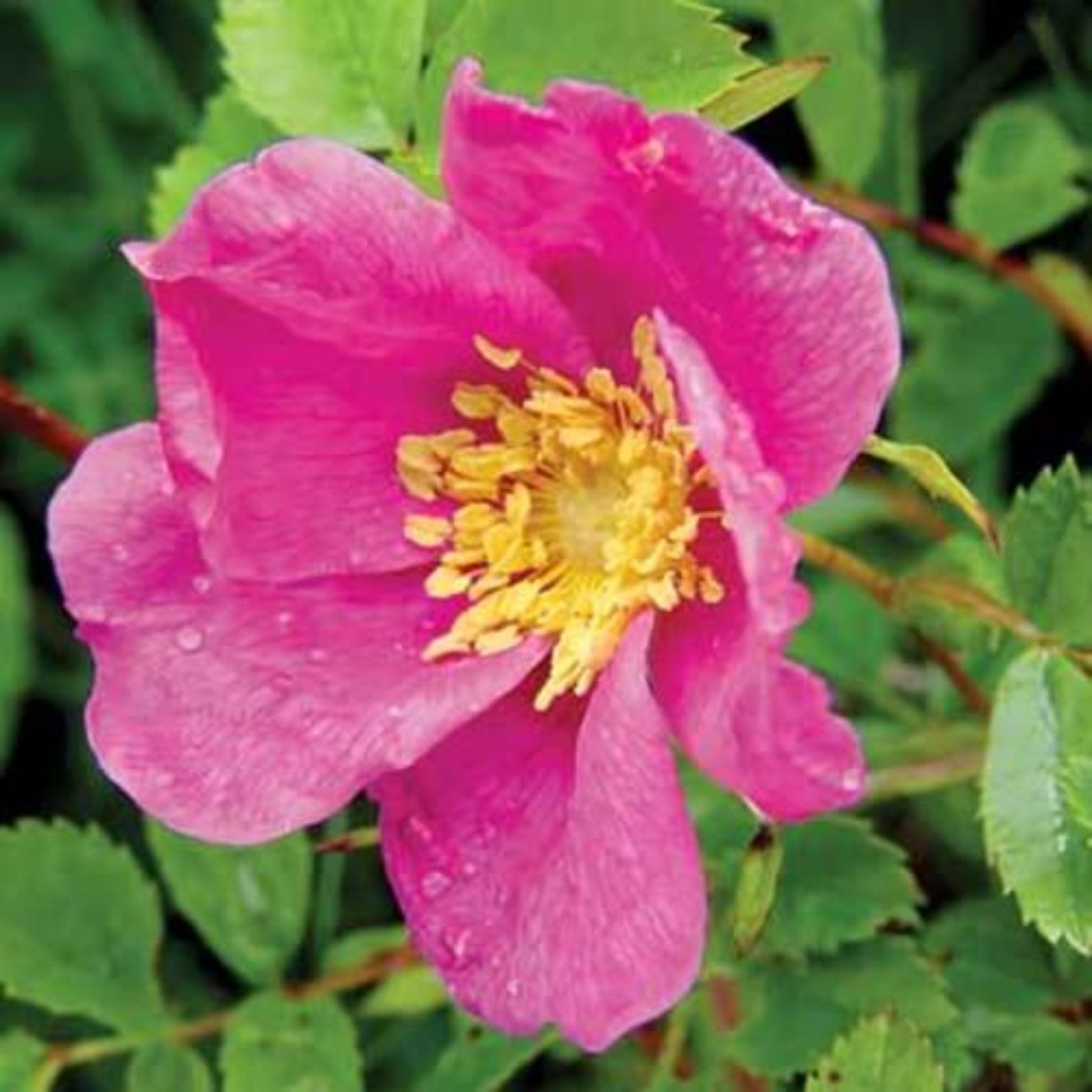 Fragrant prairie rose on its plants Rose de prairie parfumée sur ses plantes