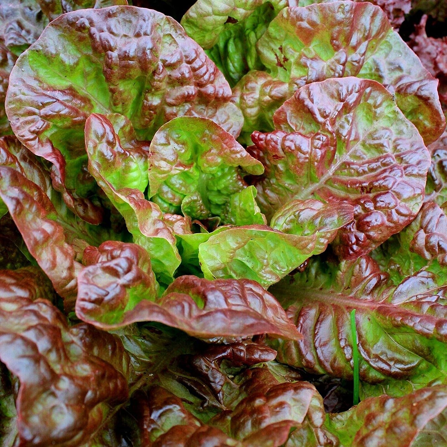 Growing vibrant ruby red leaf lettuce in your backyard. Cultiver de la laitue frisée rouge rubis vif dans votre jardin