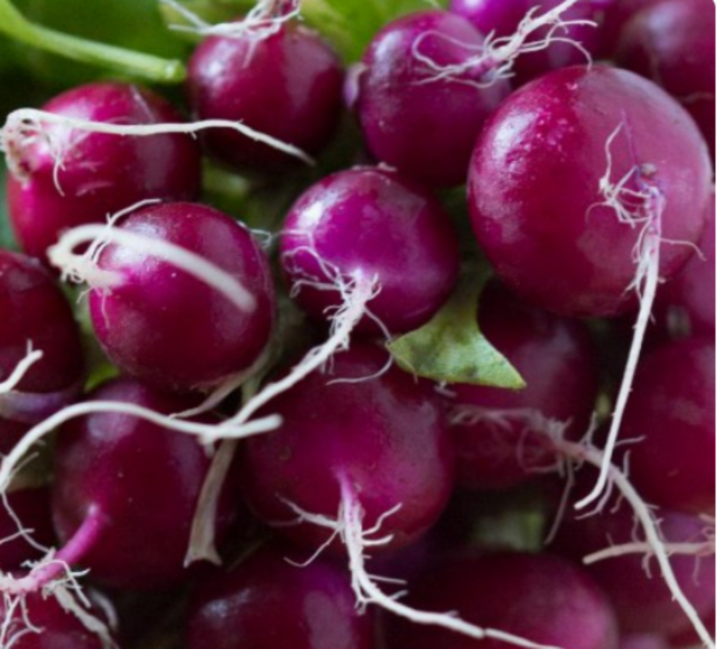 Purple Plum Radishes: known for their unique color and flavor Radis prune violets : connus pour leur couleur et leur saveur uniques