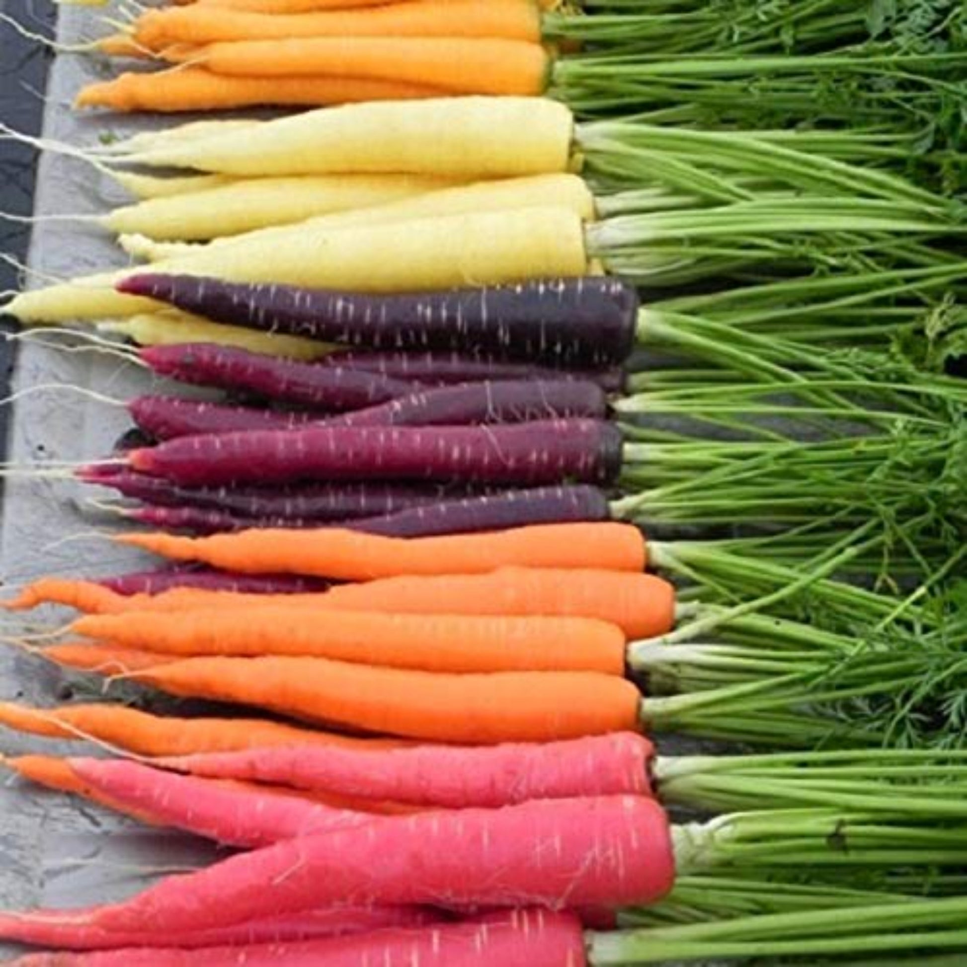 Rainbow Mix Carrots displayed at a farmer's market Carottes Rainbow Mix exposées sur un marché fermier