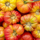 Bunch of Beefsteak Indeterminate tomatoes Botte de tomates Beefsteak Indéterminées
