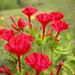 Crimson Four O'Clock bloom Crimson Four O'Clock floraison