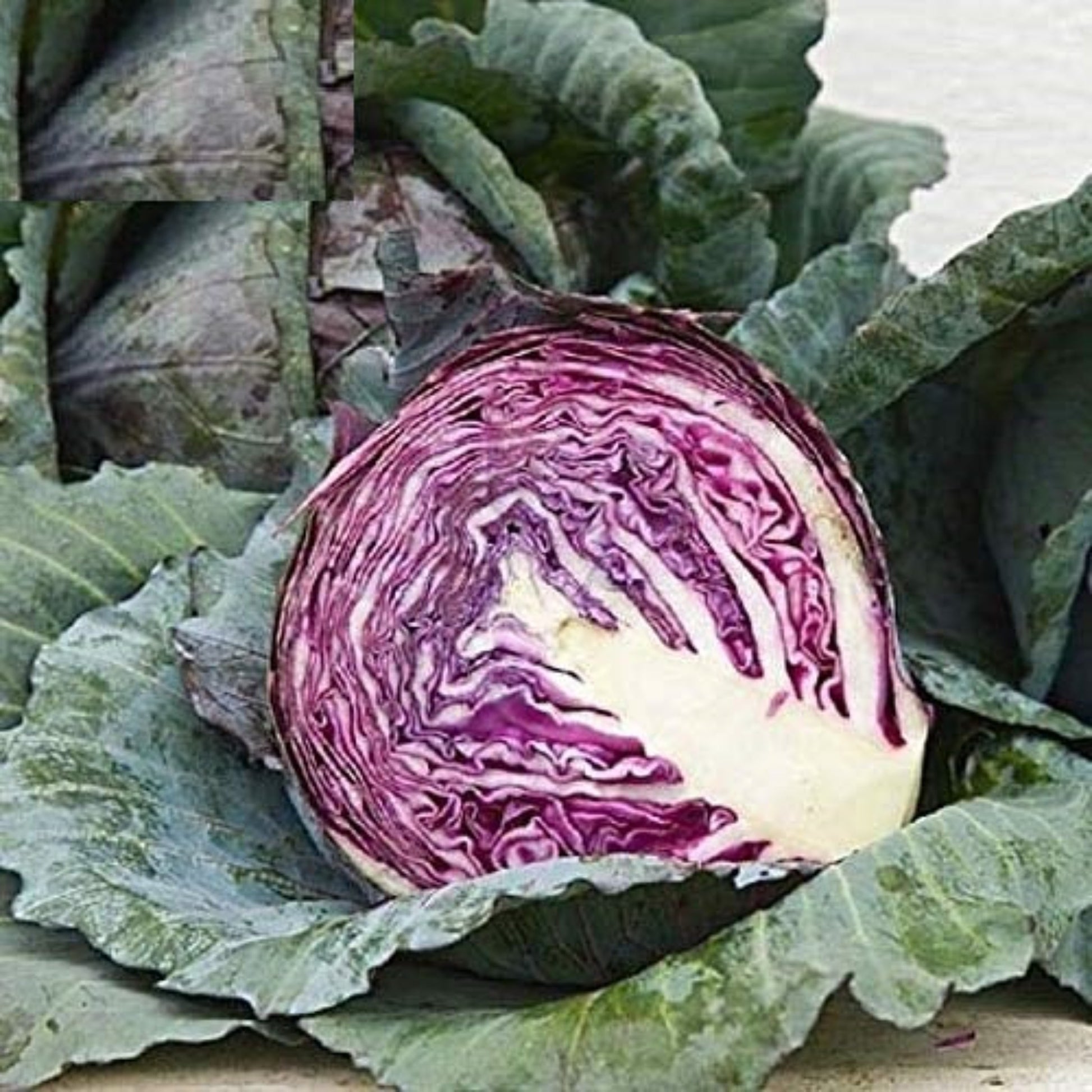 Close-up of sliced Red Acre Cabbage heads Close-up de tranches de chou rouge Acre têtes