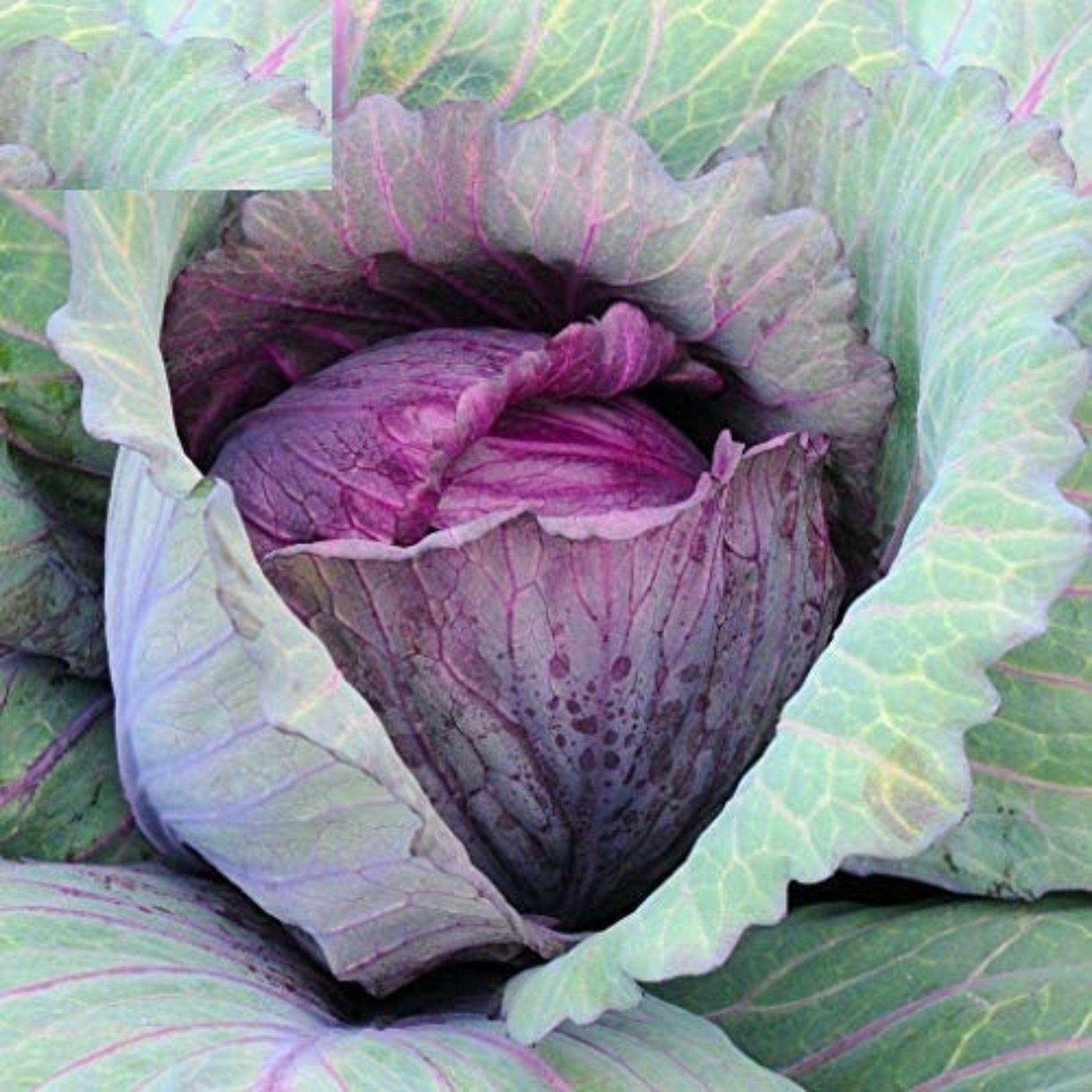 Freshly harvested Red Acre Cabbage with vibrant red-purple leaves Chou rouge d'acre fraîchement récolté avec des feuilles rouge-violet vibrantes