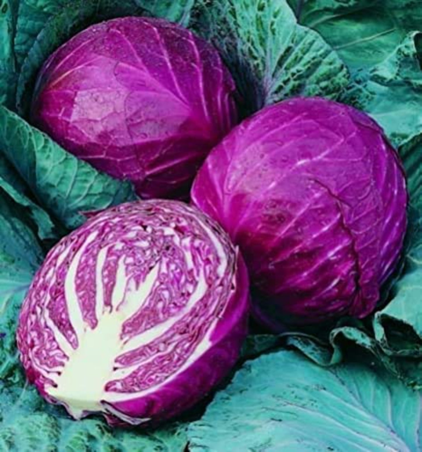 Bunch of Red Acre Cabbage with compact and dense heads Botte de Chou Rouge Acre aux têtes compactes et denses