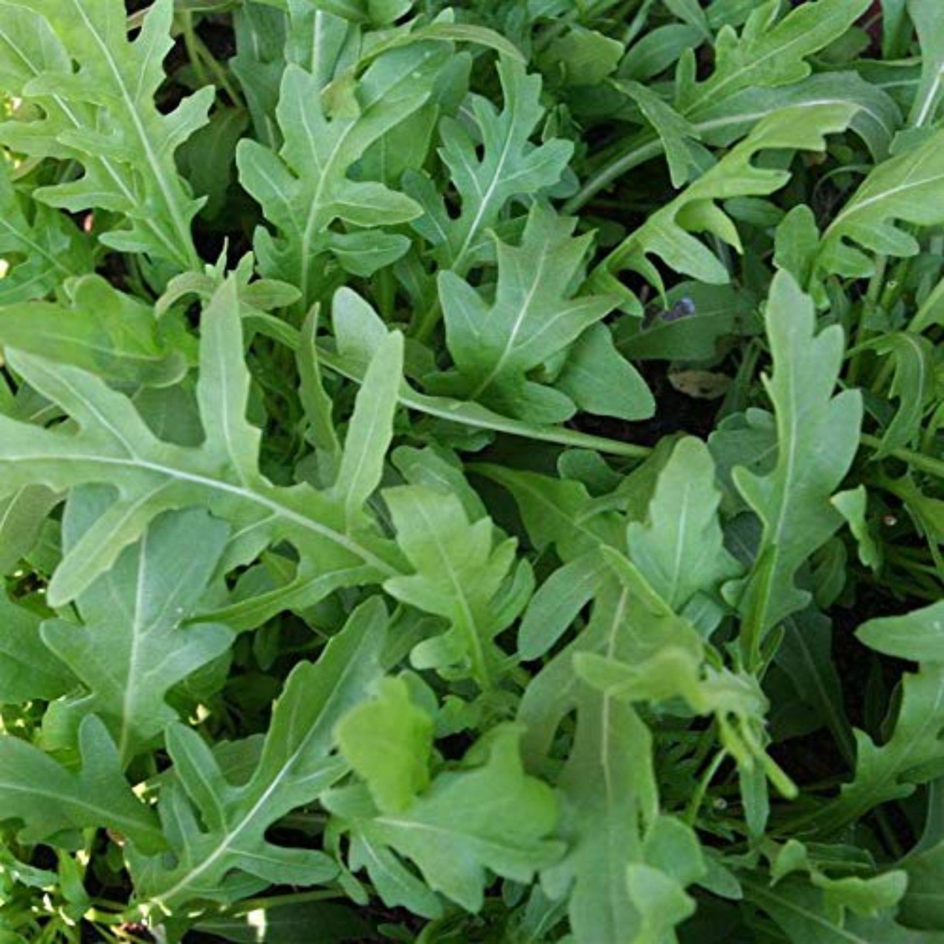 Fresh Arugula in Canada Perfect for Gardener Arugula fraîche au Canada Parfait pour jardinier