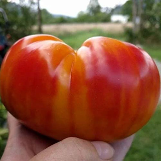 Juicy tomato with distinctive stripes Tomate juteuse aux rayures distinctives
