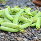 Green Snap Peas: Sugar Ann Variety Pois de Snap Verts: Variété de Sucre Ann