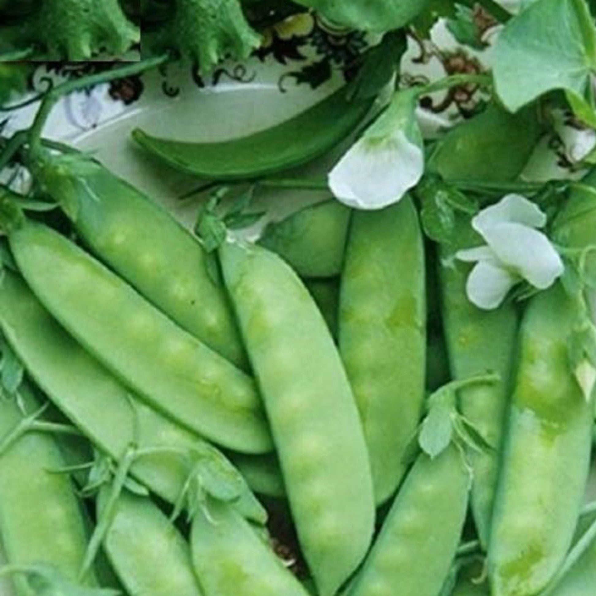 Gardening Solution: Dwarf Grey Sugar Snow Pea Solution de jardinage : pois mange-tout gris nain 