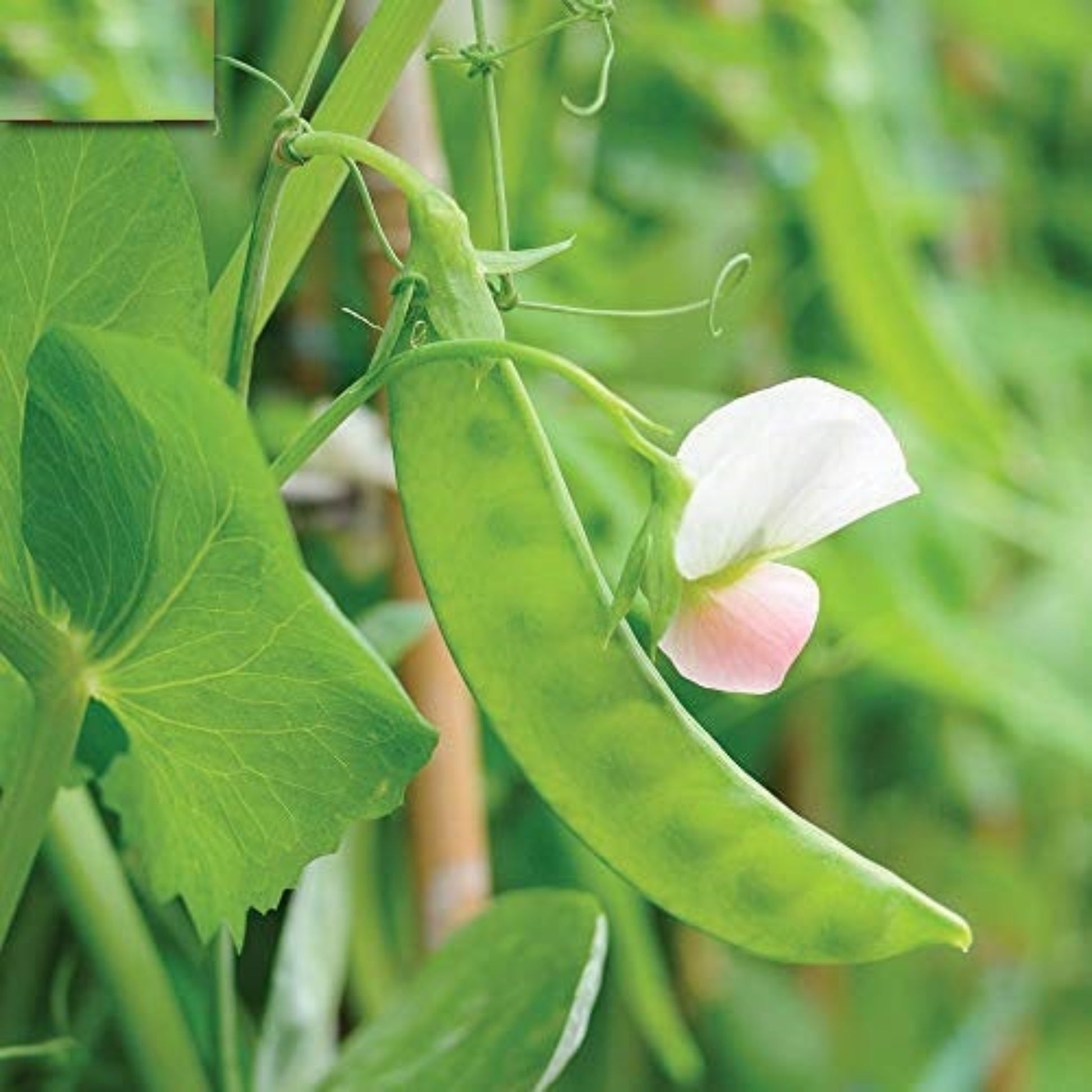 Grow Your Own Dwarf Grey Sugar Snow Peas from Seeds Solution de jardinage : pois mange-tout gris nain 