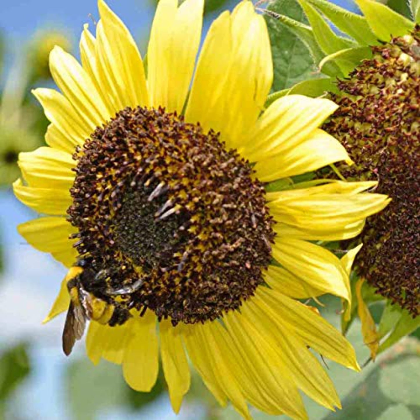 Lemon Queen Sunflower Seeds Colorful Additions to Your Garden Graines de tournesol Lemon QueenDes ajoutscolorésà votre jardin