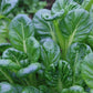 Begin Garden Adventure with Green Tatsoi Cabbage Seeds Commencez l’aventure du jardin avec les graines de chou vert Tatsoi