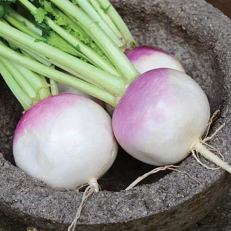 Purple Top Turnip in a Pot. Navet violet dans un pot