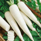 Freshly harvested White Icicle Radishes with crisp white roots Radis glaçons blancs fraîchement récoltés avec des racines blanches croquantes