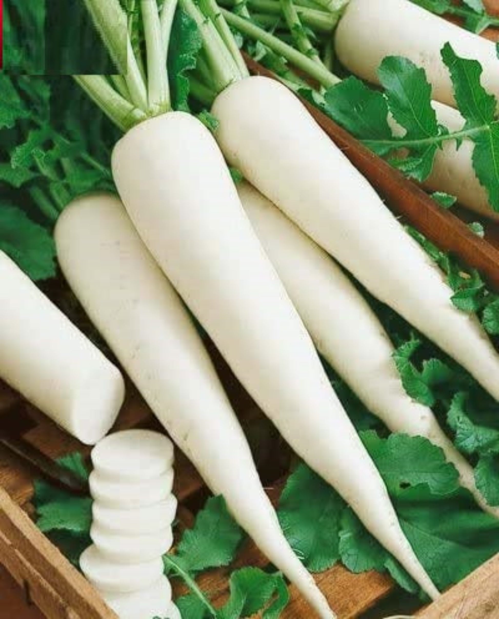 Freshly harvested White Icicle Radishes with crisp white roots Radis glaçons blancs fraîchement récoltés avec des racines blanches croquantes