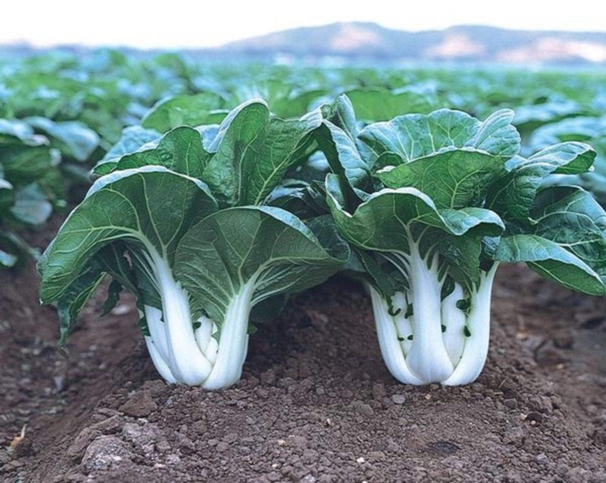 Fresh pak choi leaves Feuilles de pak choi fraîches