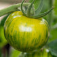 Green Zebra Tomato Seed - Start Your Garden Today Graines de tomates zébrées vertes - Commencez votre jardin dès aujourd'hui