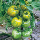 Green Zebra Tomato Plant with its Fruit Plant de tomate zébrée verte avec ses fruits